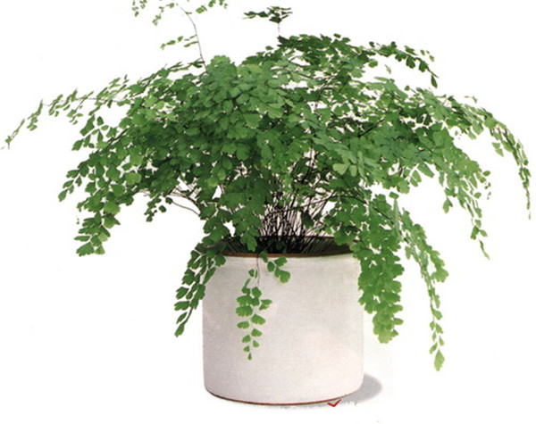 铁线蕨怎么换盆 这样给铁线蕨换盆绝对错不了