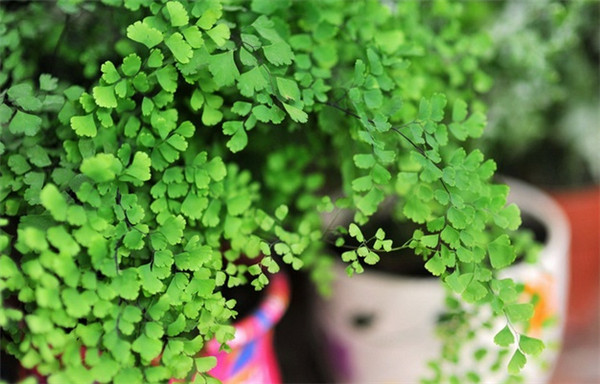 铁线蕨好养吗 新手养护铁线蕨掌握这7点就可以啦