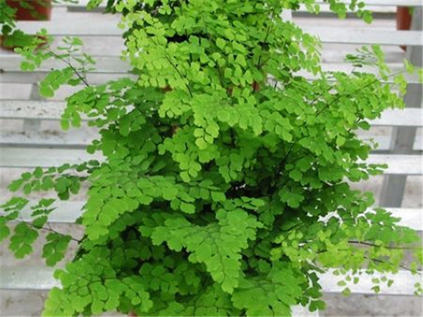 铁线蕨好养吗 新手养护铁线蕨掌握这7点就可以啦