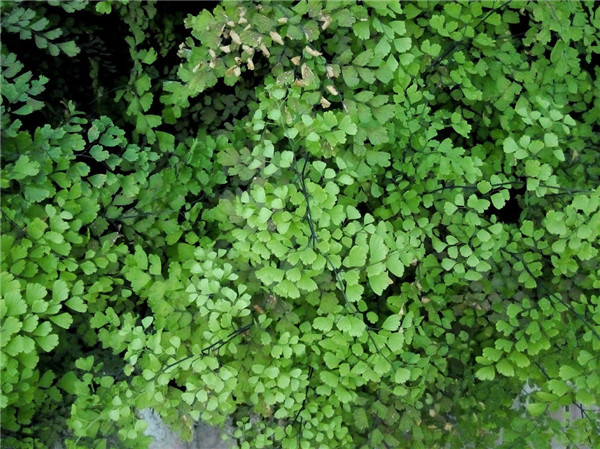 铁线蕨好养吗 新手养护铁线蕨掌握这7点就可以啦