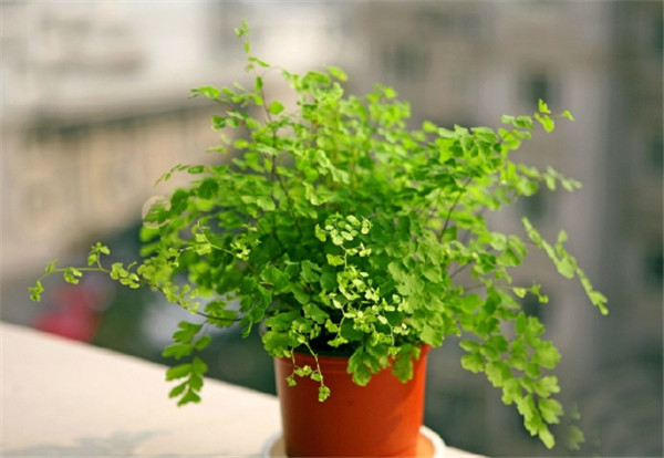 铁线蕨可以水培吗 原来铁线蕨是这样水培成功的啊