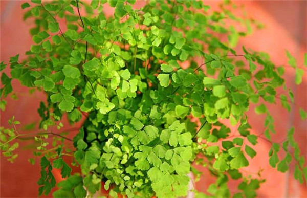 铁线蕨可以水培吗 原来铁线蕨是这样水培成功的啊