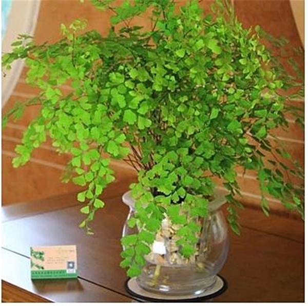 铁线蕨可以水培吗 原来铁线蕨是这样水培成功的啊