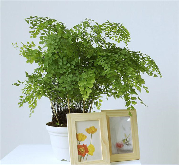 铁线蕨可以水培吗 原来铁线蕨是这样水培成功的啊