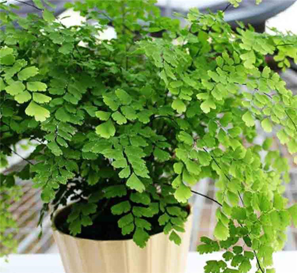 铁线蕨可以水培吗 原来铁线蕨是这样水培成功的啊