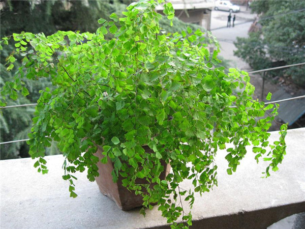 ����ާҶ�ӷ�����ô�� ����ާҶ��ԭ�򼰽���취������