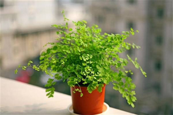 ����ާҶ�ӷ�����ô�� ����ާҶ��ԭ�򼰽���취������