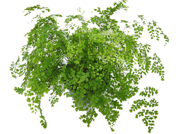 ����ާҶ�ӷ�����ô�� ����ާҶ��ԭ�򼰽���취������