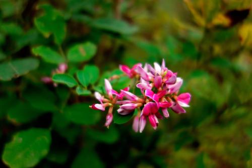 ѪٵĳƷֶЩ ԭѪôƷ