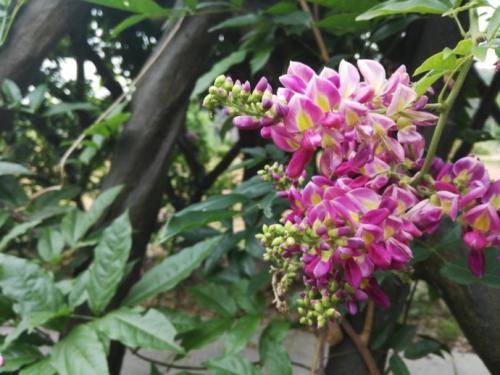 ѪٵĳƷֶЩ ԭѪôƷ