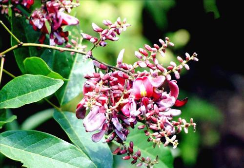 ѪٵĳƷֶЩ ԭѪôƷ