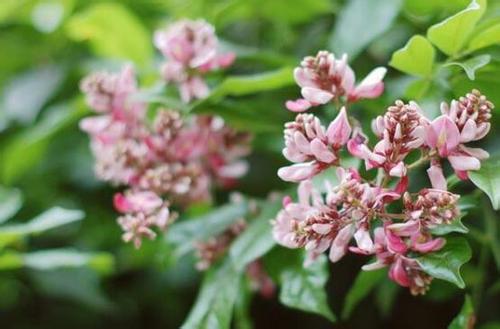 鸡血藤的繁殖方法都有哪些 这么给鸡血藤繁殖吧