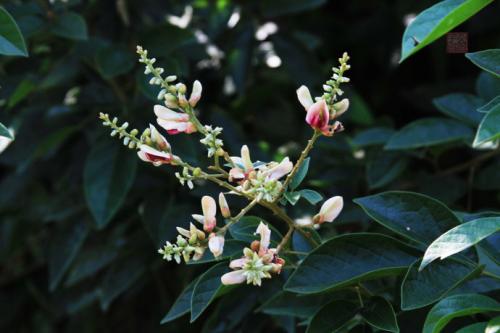 鸡血藤的繁殖方法都有哪些 这么给鸡血藤繁殖吧