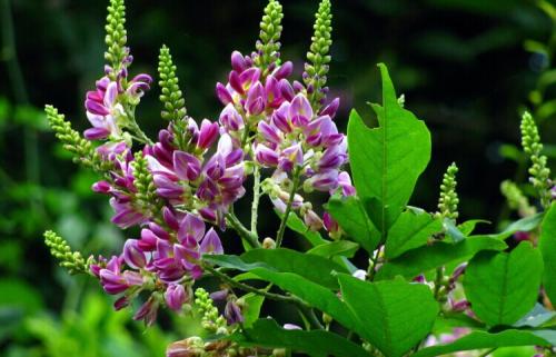 鸡血藤的养殖方法和注意事项是什么 这么养鸡血藤很简单