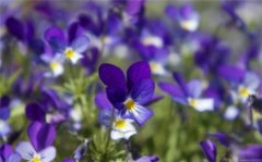 紫罗兰怎么浇水 紫罗兰不同季节浇水方法不同哦