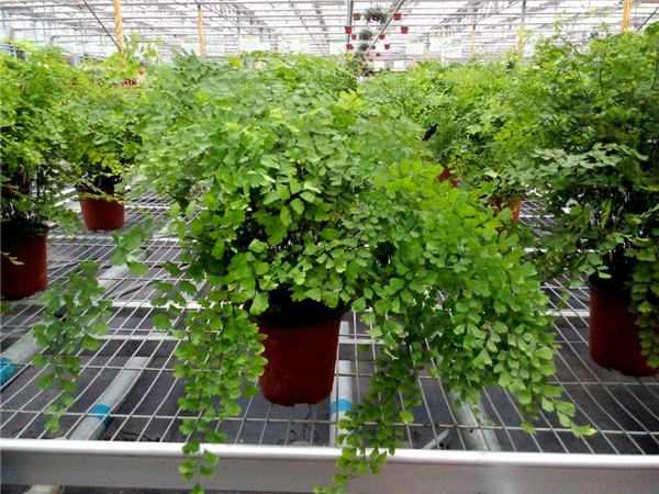 铁线蕨叶子干了怎么办 学会这样养护就可以轻松解决哦