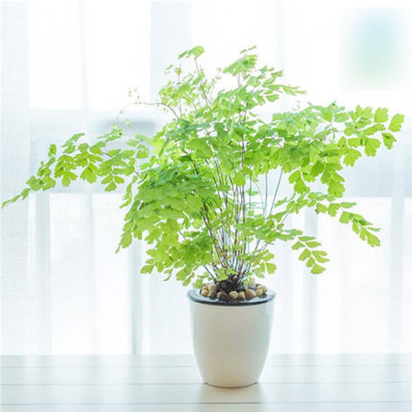 铁线蕨叶子干了怎么办 学会这样养护就可以轻松解决哦