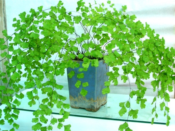 铁线蕨叶子干了怎么办 学会这样养护就可以轻松解决哦