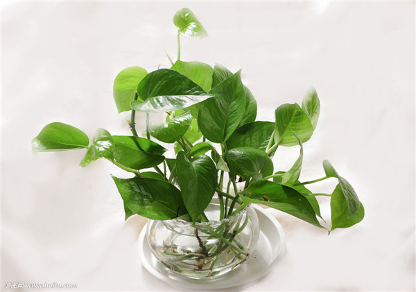 ˮ������Ҷ�ӷ�����ô�� ѧ���⼸�����ܺܿ���������