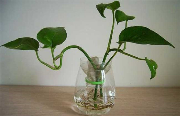 ˮ������Ҷ�ӷ�����ô�� ѧ���⼸�����ܺܿ���������