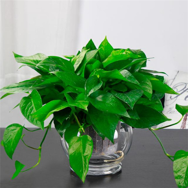 ˮ������Ҷ�ӷ�����ô�� ѧ���⼸�����ܺܿ���������