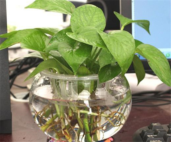 ˮ������Ҷ�ӷ�����ô�� ѧ���⼸�����ܺܿ���������