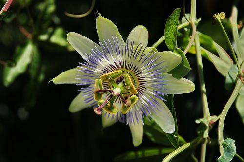 西番莲和罗汉果的区别是什么 原来西番莲和罗汉果区别很大