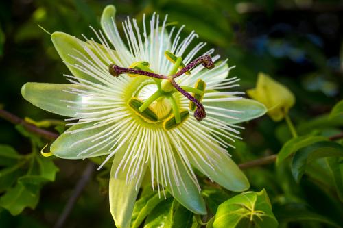 西番莲和罗汉果的区别是什么 原来西番莲和罗汉果区别很大