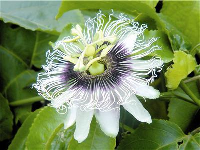 西番莲和罗汉果的区别是什么 原来西番莲和罗汉果区别很大