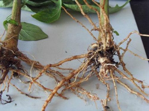 百日菊蔫了怎么办?学会这三招快速解决百日菊发蔫问题