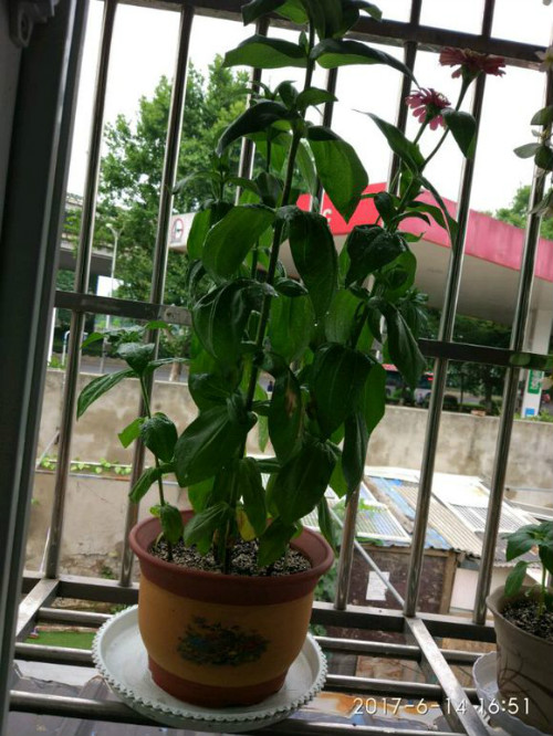 百日菊蔫了怎么办?学会这三招快速解决百日菊发蔫问题