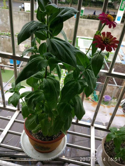 百日菊蔫了怎么办?学会这三招快速解决百日菊发蔫问题