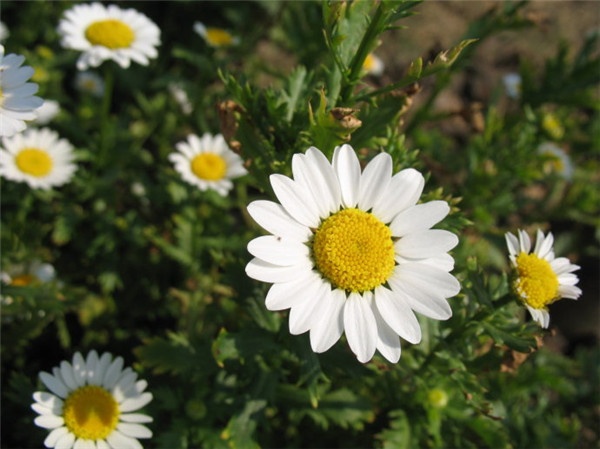 白晶菊什么时候开花 这些养护方法你绝对不能错过