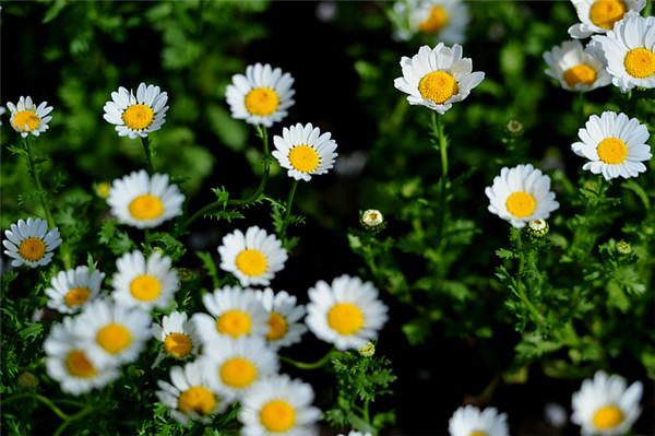 白晶菊什么时候开花 这些养护方法你绝对不能错过