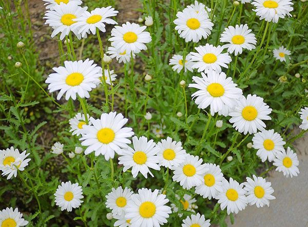 白晶菊什么时候开花 这些养护方法你绝对不能错过