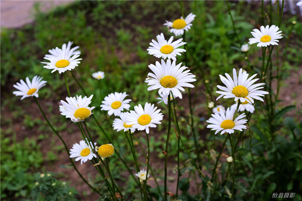 白晶菊什么时候开花 这些养护方法你绝对不能错过