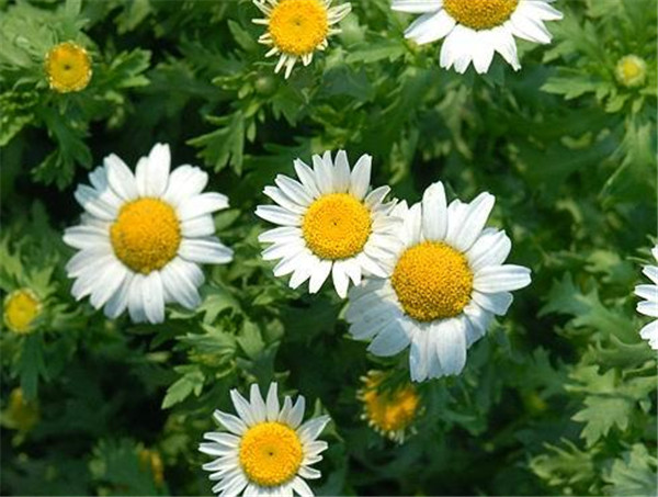 白晶菊什么时候开花 这些养护方法你绝对不能错过