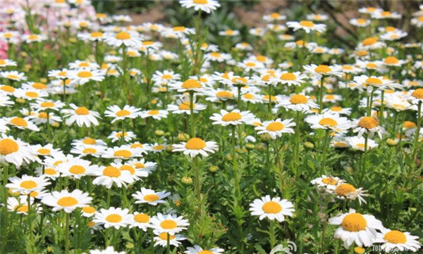 白晶菊怎么养能爆盆 学会这些方法爆盆根本不是问题