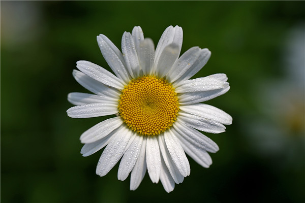 白晶菊怎么养能爆盆 学会这些方法爆盆根本不是问题