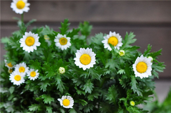 白晶菊怎么养能爆盆 学会这些方法爆盆根本不是问题