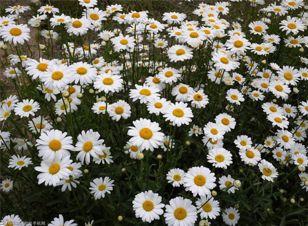 �׾��ճ����ĳ溦����Щ �׾��յĳ溦���η���������