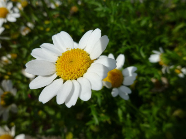 �׾��ճ����ĳ溦����Щ �׾��յĳ溦���η���������