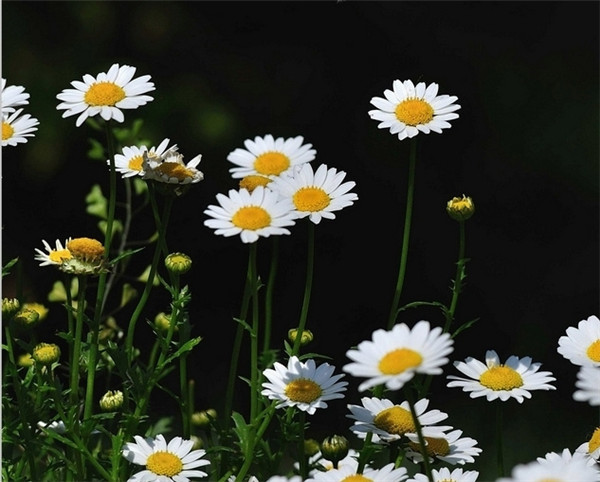 �׾��ճ����ĳ溦����Щ �׾��յĳ溦���η���������