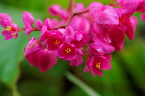 ɺ��������Ҷ�ӿݻ���ô�� ɺ��������Ҷ�ӿݻ���ô�����ͺ�