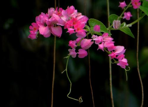 ɺ��������Ҷ�ӿݻ���ô�� ɺ��������Ҷ�ӿݻ���ô�����ͺ�