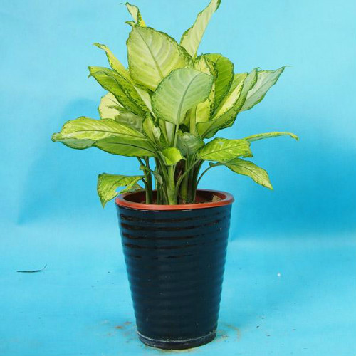 银皇后有毒吗可以养在室内吗 银皇后中毒后应这样处理