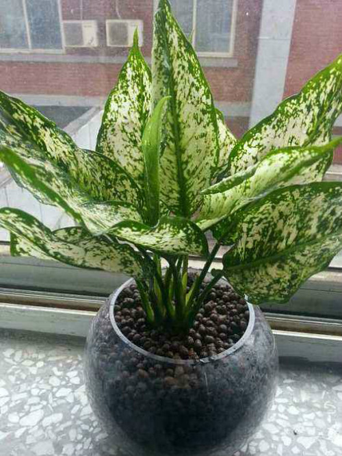 银皇后有毒吗可以养在室内吗 银皇后中毒后应这样处理