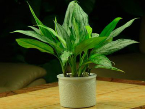 银皇后有毒吗可以养在室内吗 银皇后中毒后应这样处理