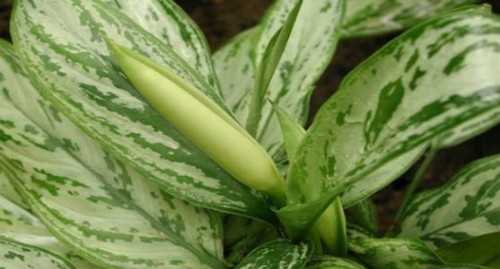 银皇后有毒吗可以养在室内吗 银皇后中毒后应这样处理