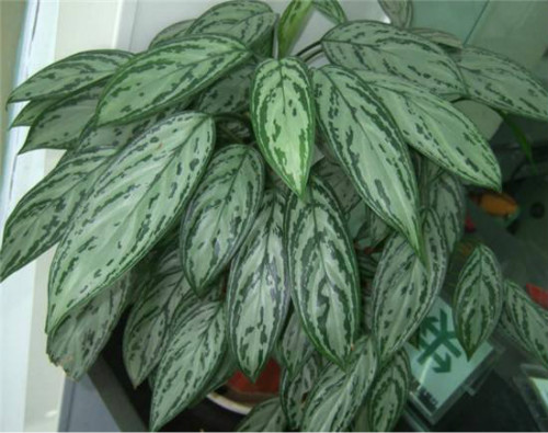 ���ʺ�Ҷ������ô�� ѧ�������п��ٽ�����ʺ�Ҷ������